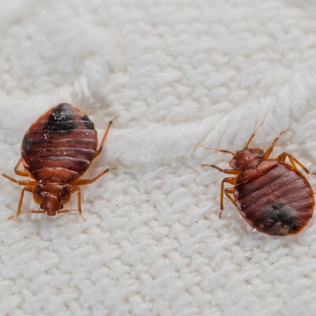 Bedbugs