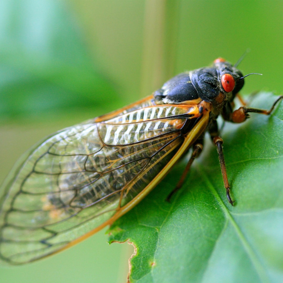 Cicada