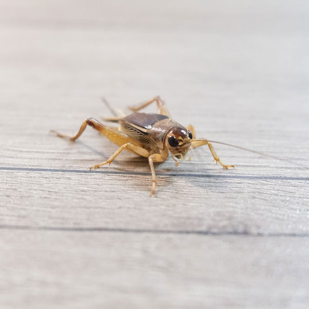 Crickets