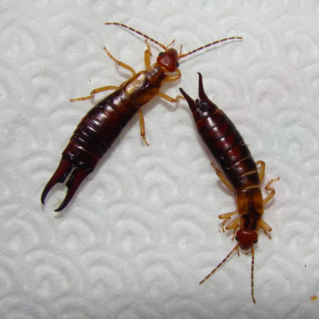 Earwig