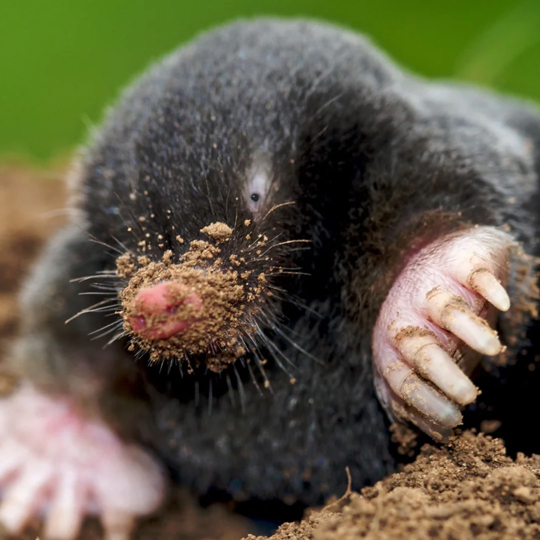 Moles