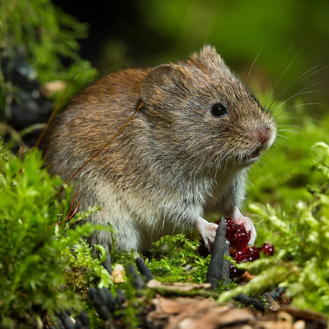 Vole